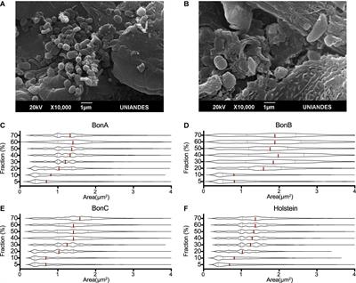 Disentangling the Complexity of the Rumen Microbial Diversity Through Fractionation Using a Sucrose Density Gradient